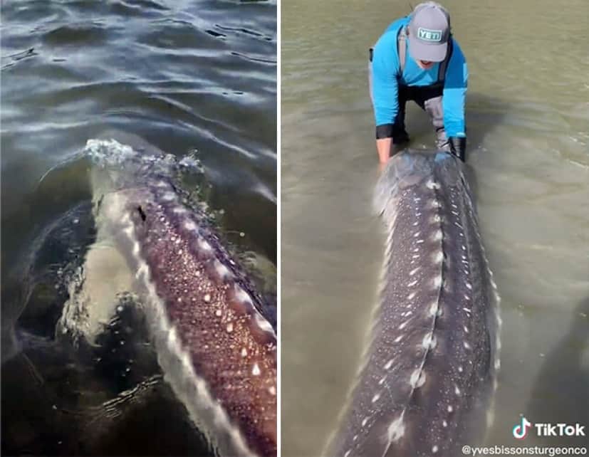 デカでナガ 3 2メートルの古代魚 チョウザメ が釣り上げられる カラパイア
