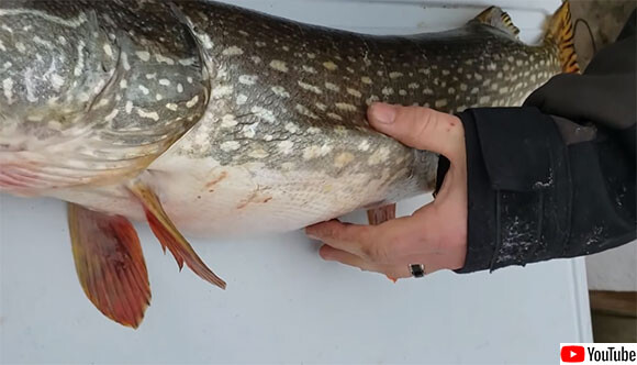 釣り上げたノーザンパイクのお腹が動いていたのでさばいたところ、生きのいい魚が出てきた（アメリカ）