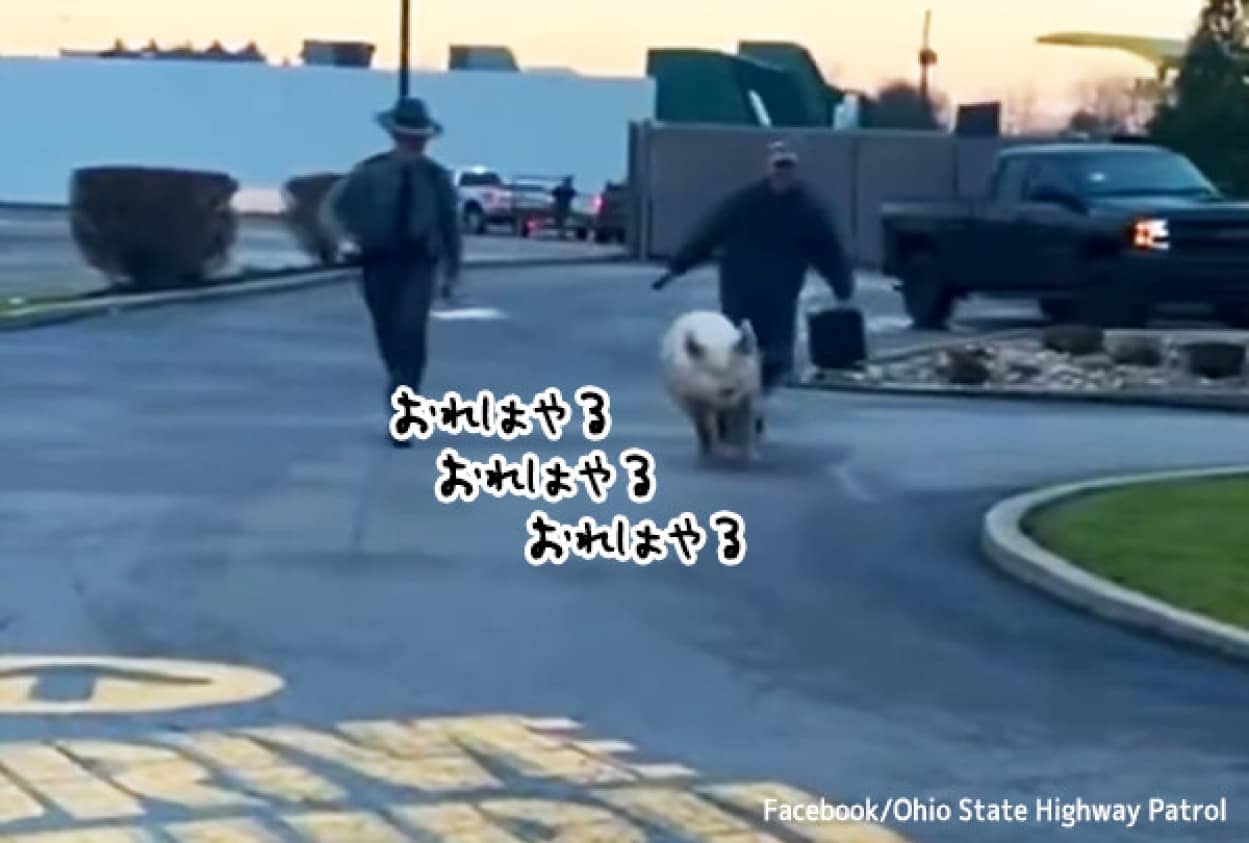 マクドナルドのドライブスルーで逃げ出した豚が保護される