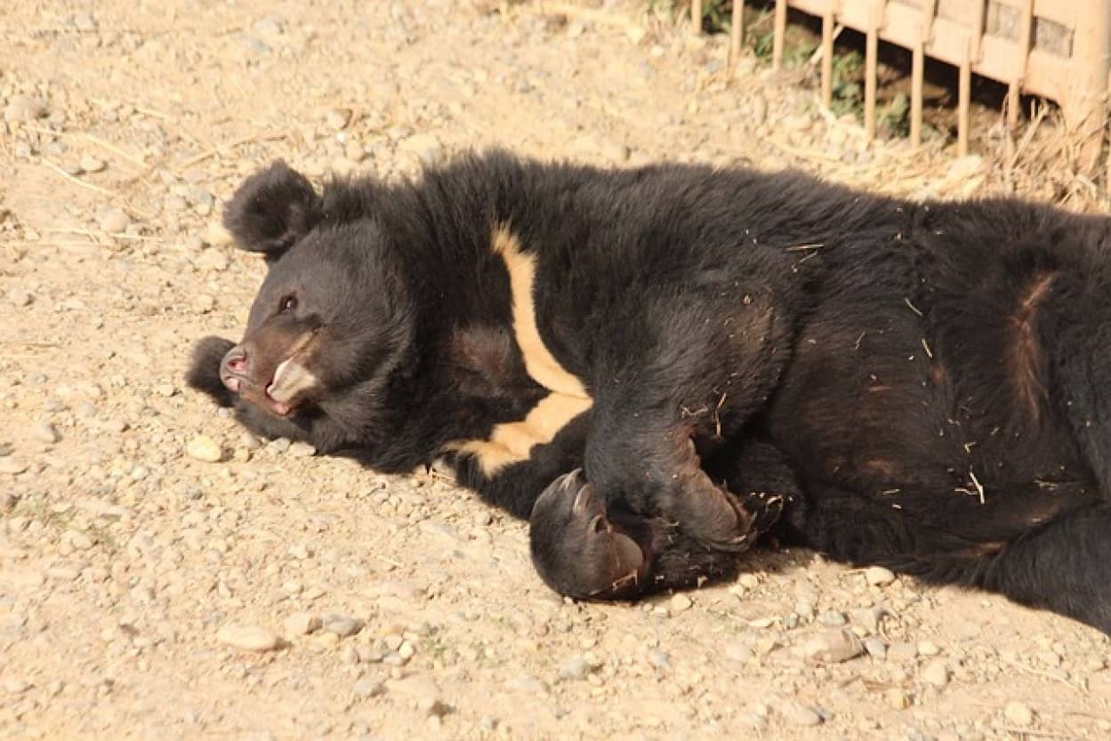 チベタン・マスティフと思って飼っていた犬が2足立ちをするように。実はクマだったことが判明