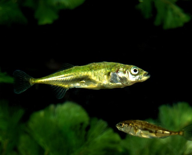 魚はそれぞれ性格が違う。それは泳ぎ方に現れている