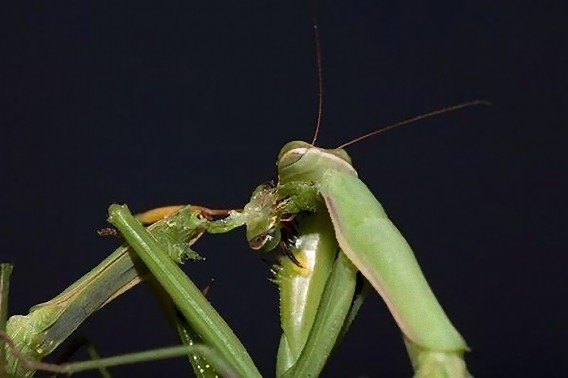cannibalism_02_e