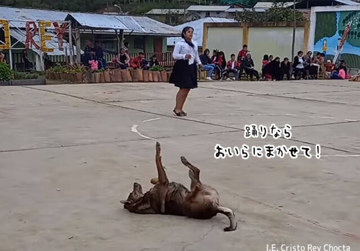 独特のダンスで犬が学園祭の主役の座をかっさらう