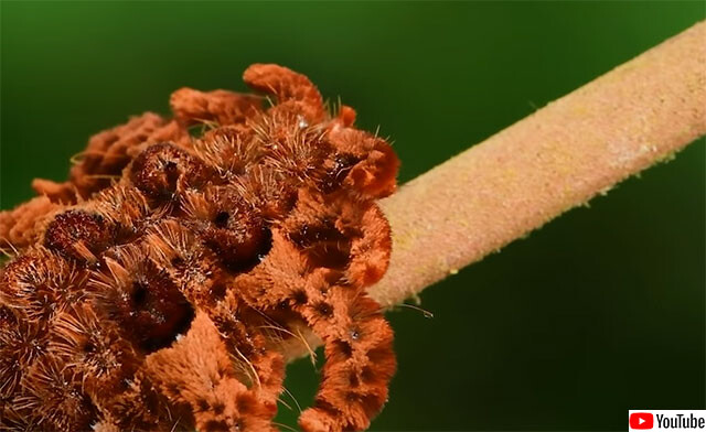 タランチュラさん強いって聞いてますし。蜘蛛に擬態する毛虫「モンキースラッグ」※毛虫出演中