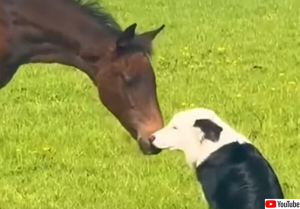 前前前世からお互いを探していた？出会った瞬間に惹かれあい、大親友となった犬と馬