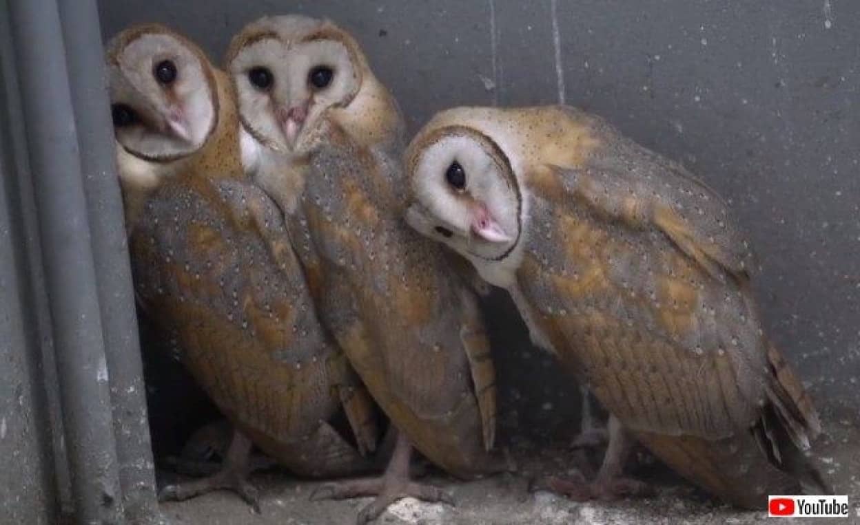 ごめん ボク明日からはもうここにはいないんだ 巣立ちを前にしたメンフクロウのヒナと住人の優しい関係 カラパイア ごめん ボク明日からはもうここにはいないんだ 巣立ちを前にしたメンフクロウのヒナと住人の優しい関係 カラパイア