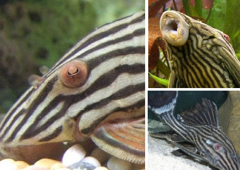 pleco-catfish