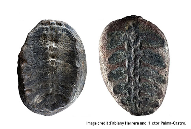 古代植物と考えられていた化石、実は亀の赤ちゃんだった。ポケモンにちなんだ愛称がつけられる