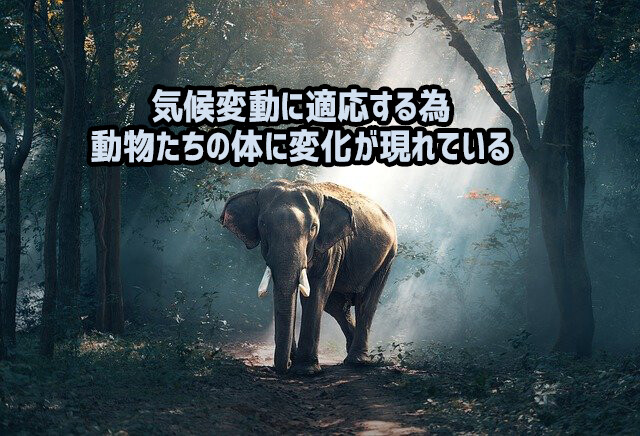 気候変動を乗り切るため、野生動物たちの体に変化が現れている