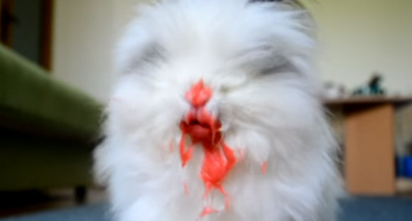 だからウサギにイチゴやチェリーはやめとけって 口の周りが血塗られモードとなったウサギホラー カラパイア