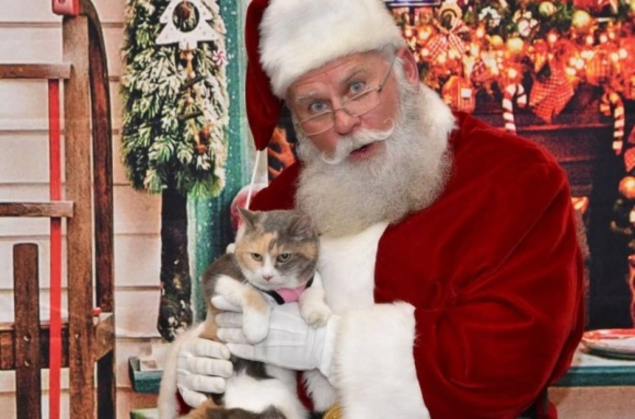 old cat and santa_e