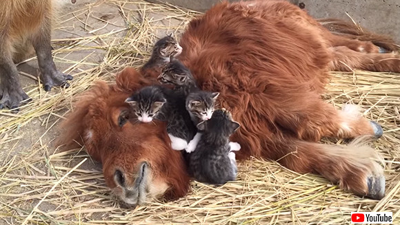 5匹の子猫に愛されるポニーとそれを見守るカピバラ カラパイア