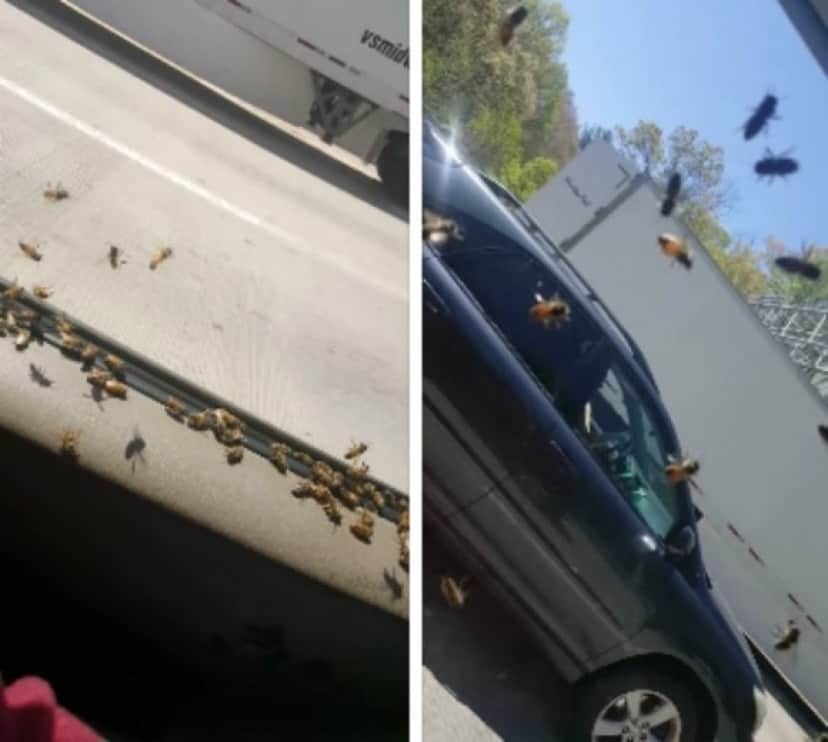 bee3