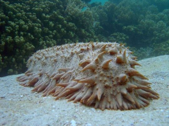 ネットアイドル生物図鑑 キモかわいらしからぬ風貌がかわいい センジュナマコ カラパイア