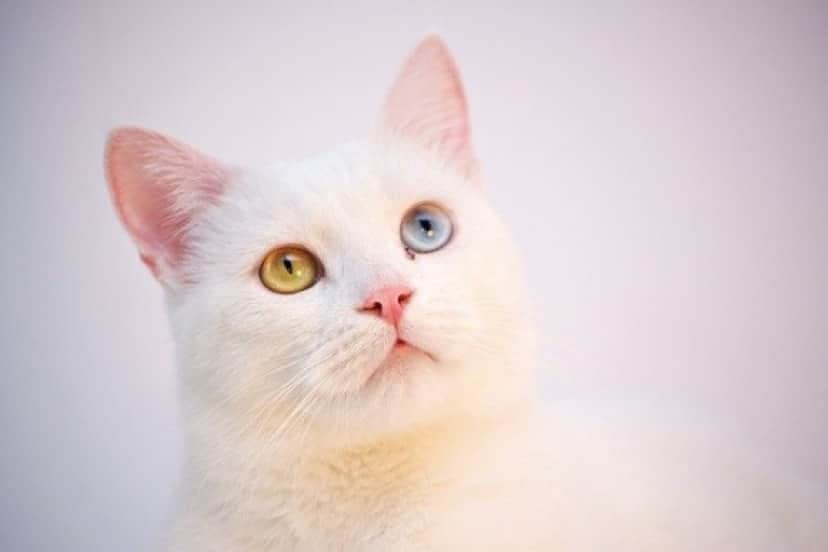 cat-g0fc90616c_640_e