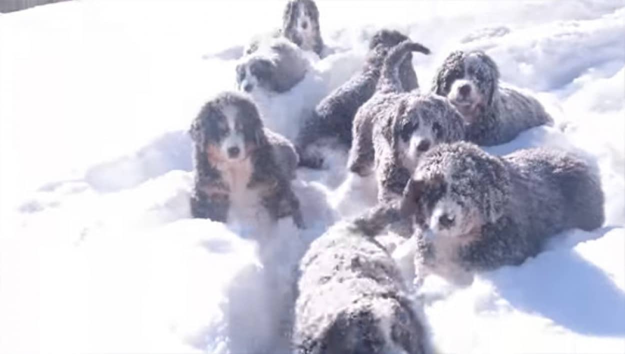 匍匐前進とかまかせろ 子犬でも行軍余裕なバーニーズ マウンテン ドッグの雪道行脚 カラパイア