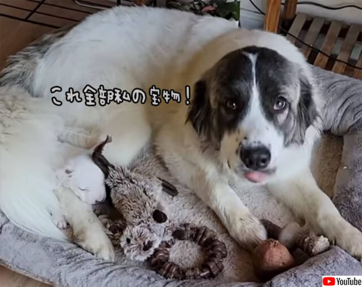 ベッドの中に宝物をしまい込む犬
