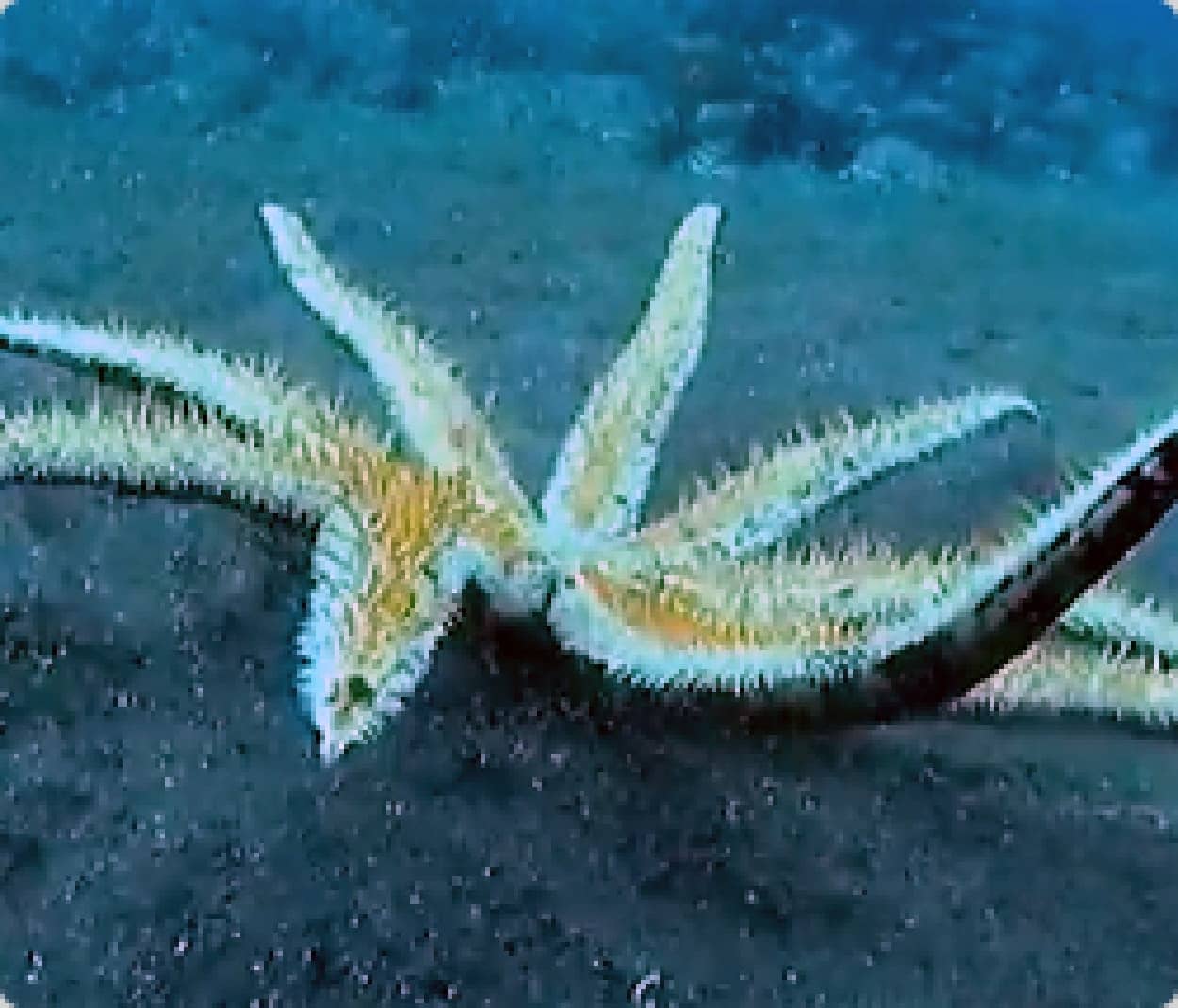 ひとりでできるもんっ ひっくり返された巨大ヒトデの起き上がり方 カラパイア