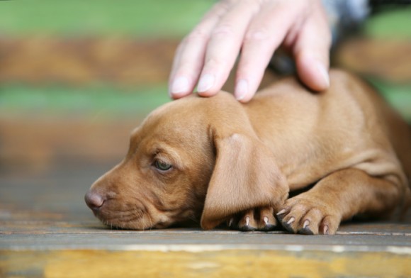 犬や猫が頭をなでられるのが好きな理由 共通の理由もあるが犬と猫で異なる理由も カラパイア