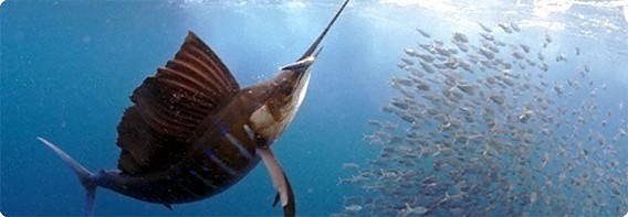 世界最速の魚は 魚の速さランキングトップ１０ カラパイア