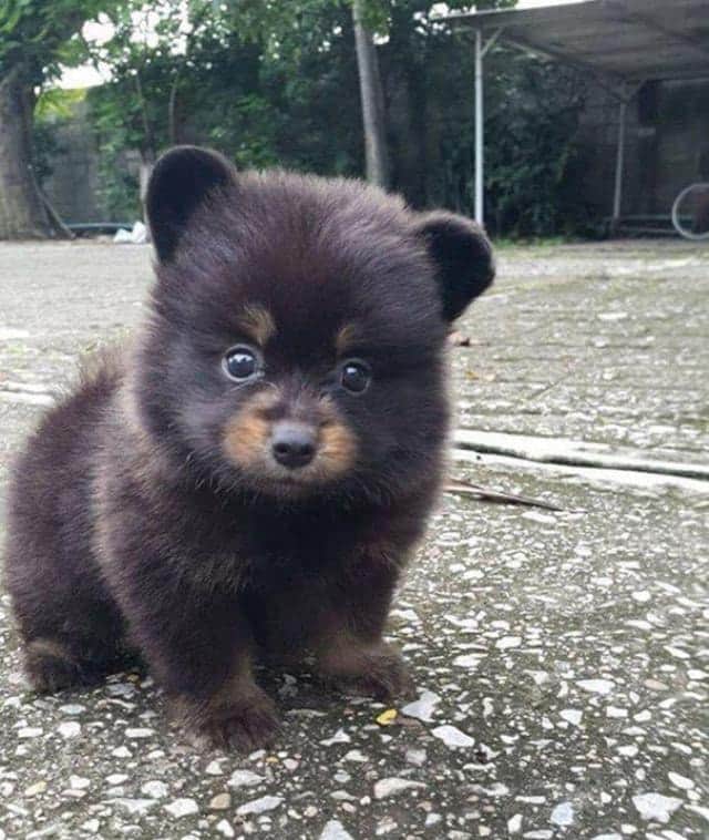 にやにや注意 ちっさくてモフふわ 子犬たちがかわいい画像集 カラパイア にやにや注意 ちっさくてモフふわ 子犬たちがかわいい画像集 カラパイア