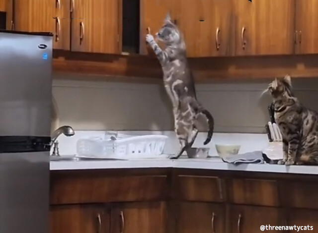 やりたい放題。猫の身体能力に知恵が加わると家の中がとんでもないことに