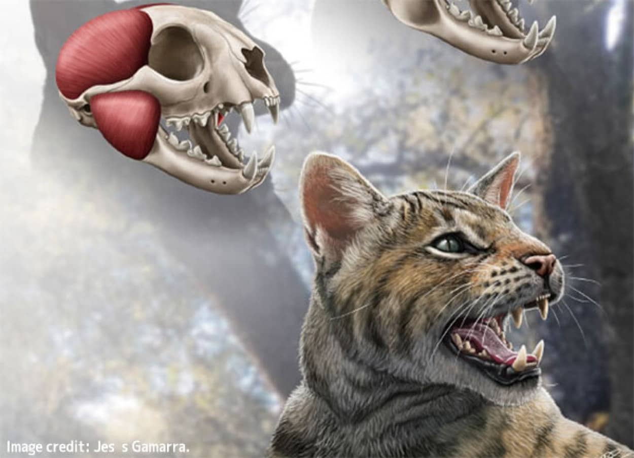これまでに知られていない先史時代のネコ科動物の骨が発見される