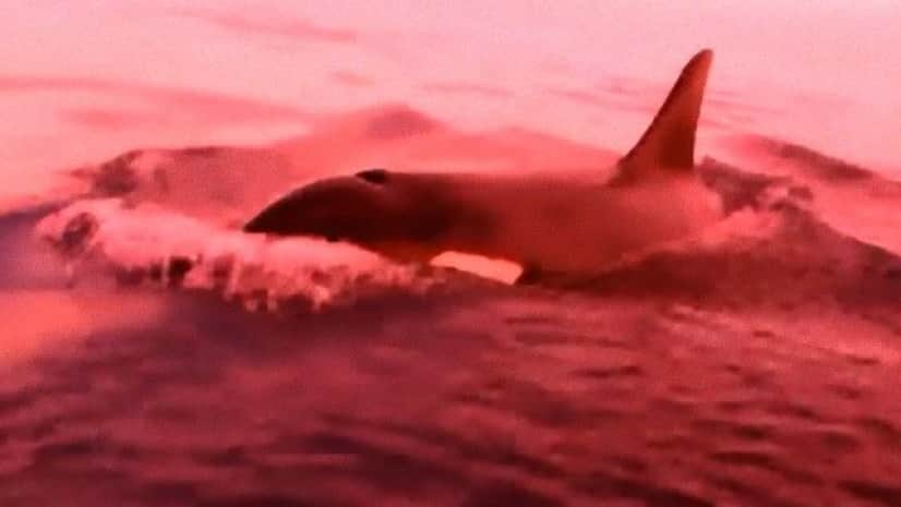 釣りを楽しんでいた男性たちの背後に海のギャング シャチとのスリリングな追いかけっこ カラパイア