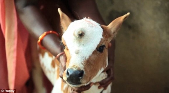 額に第三の目を持つ子牛が生まれる シヴァ神の生まれ変わりとして崇拝対象に インド カラパイア 額に第三の目を持つ子牛が生まれる シヴァ神の生まれ変わりとして崇拝対象に インド カラパイア