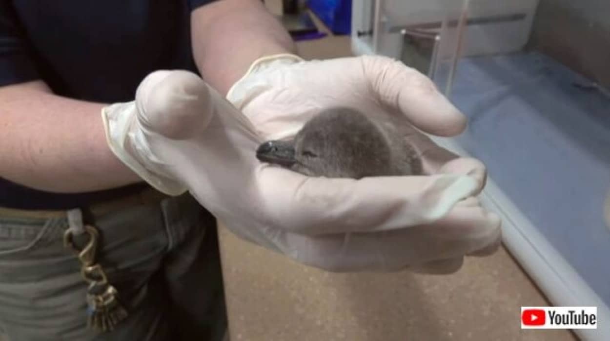 babypenguin3_640
