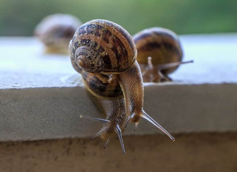 snails-4228196_640