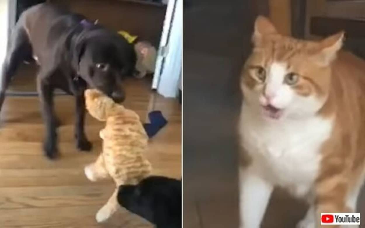 お前ら ニャんてひどいことを 自分にそっくりなぬいぐるみに対する犬たちの所業にドン引きな猫 カラパイア