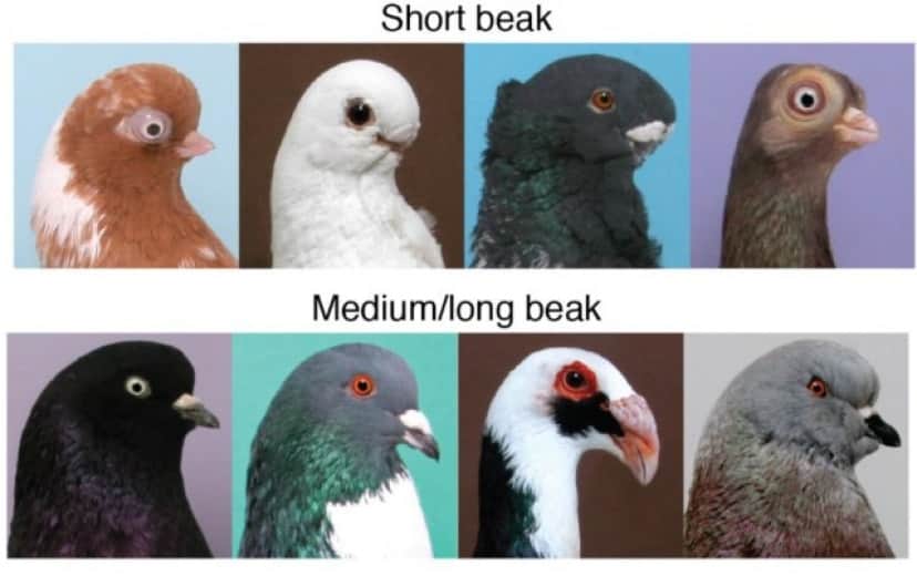 2_e0