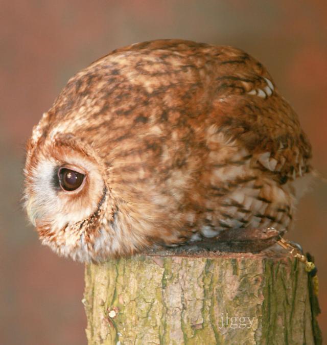 トガった心がまん丸くなる みんな球体まんまる動物たち カラパイア トガった心がまん丸くなる みんな球体まんまる動物たち カラパイア