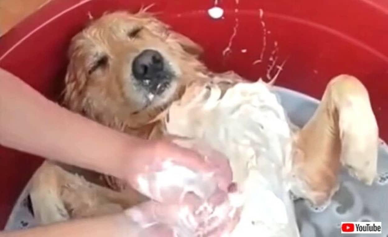 愛犬たちの いい湯だな これぞ至福の時 お風呂を満喫する犬たち総集編 カラパイア
