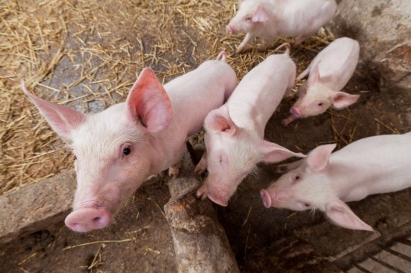 動物界における切れ者たち 賢い動物ランキング トップ10 カラパイア 動物界における切れ者たち 賢い動物ランキング トップ10 カラパイア