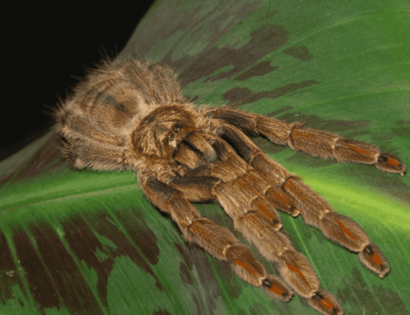 spider4