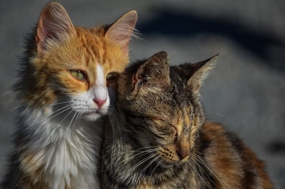 「猫は完全室内飼い」「吠える犬は撤収し飼い主を処罰」西オーストラリア州で新たな法律の導入を検討