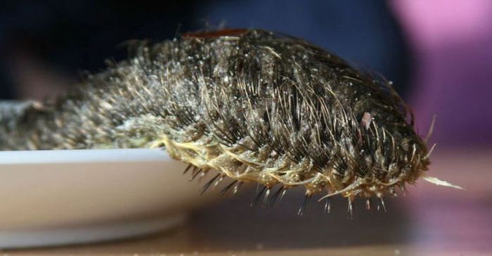 ビーバーを小さくして半分にカットして無数の足をつけたようなタワシ状の虫 コガネウロコムシ カラパイア