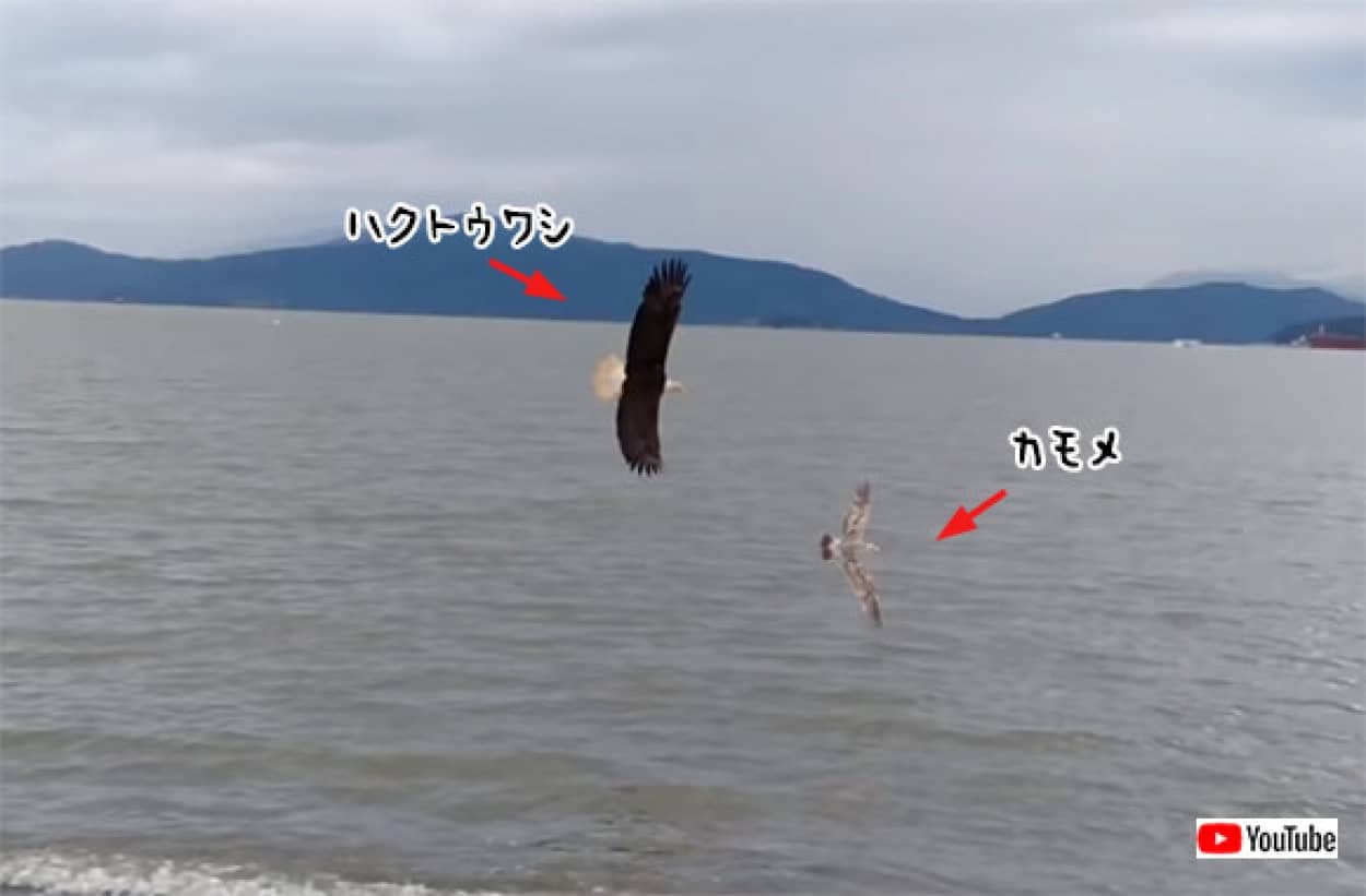 自然界の食物連鎖をもてあそぶ存在 それがカラス ハクトウワシがカモメを狩ろうとしたその瞬間 集団が加勢に入った カラパイア 自然界の食物連鎖をもてあそぶ存在 それがカラス ハクトウワシがカモメを狩ろうとしたその瞬間 集団が加勢に入った カラパイア