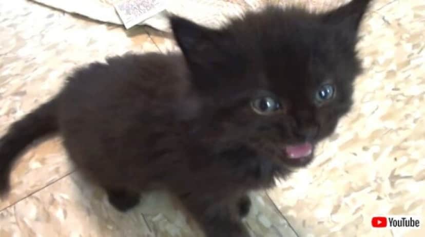 60meows4_640