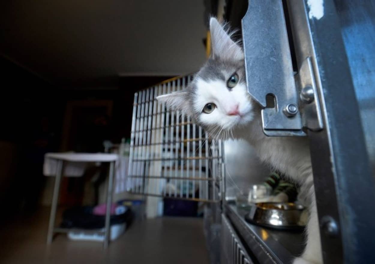 猫のぶらり一匹旅 3700キロもの謎の旅をした子猫のスパイス 無事に家に帰る カラパイア 猫のぶらり一匹旅 3700キロもの謎の旅をした子猫のスパイス 無事に家に帰る カラパイア