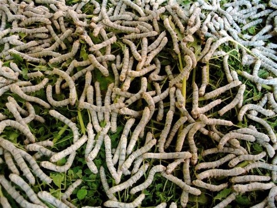 silkworms