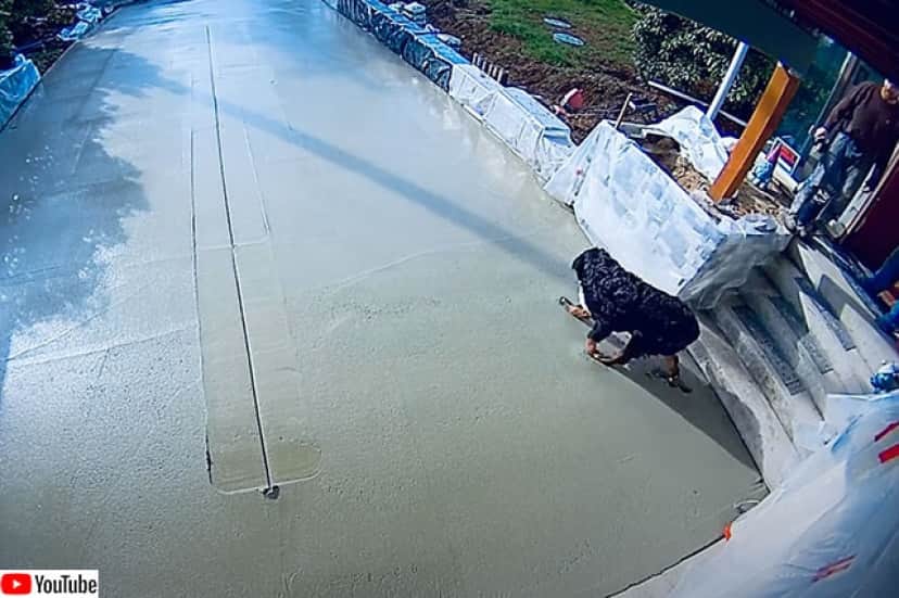 おい待て ちょっと待て 塗りたてのコンクリートに犬が接近 悲劇はこの後すぐ カラパイア おい待て ちょっと待て 塗りたてのコンクリートに犬が接近 悲劇はこの後すぐ カラパイア