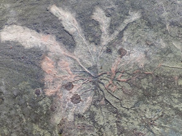 3億8500万年前の世界最古の森の化石が発見される
