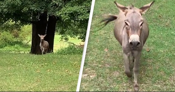 「会いたかったよ～！」大好きな飼い主に会ったロバ、大興奮の声をあげ全身で喜びを表す