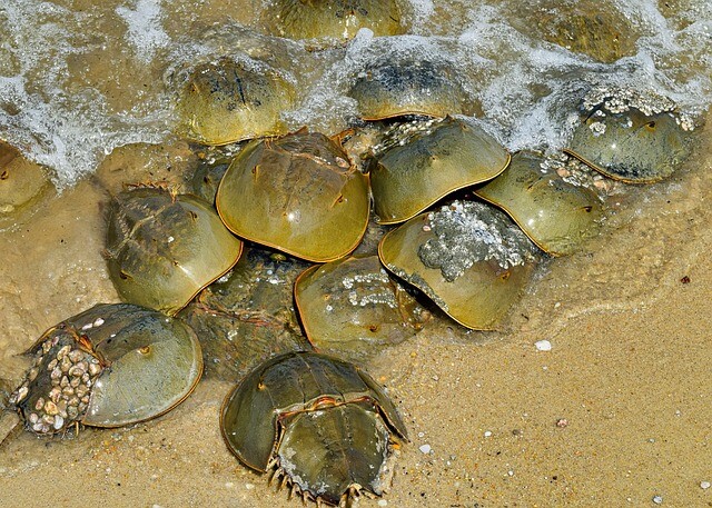 horseshoe-crabs-5239754_640