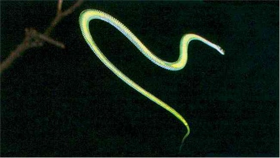 ヘビ界の異端者たちベスト１０ カラパイア