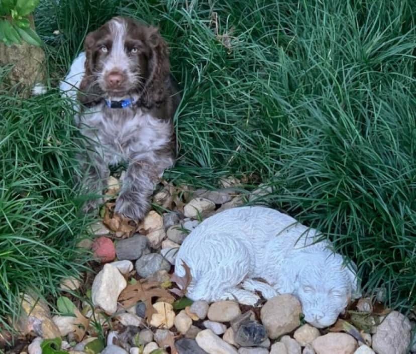 dog grave_e