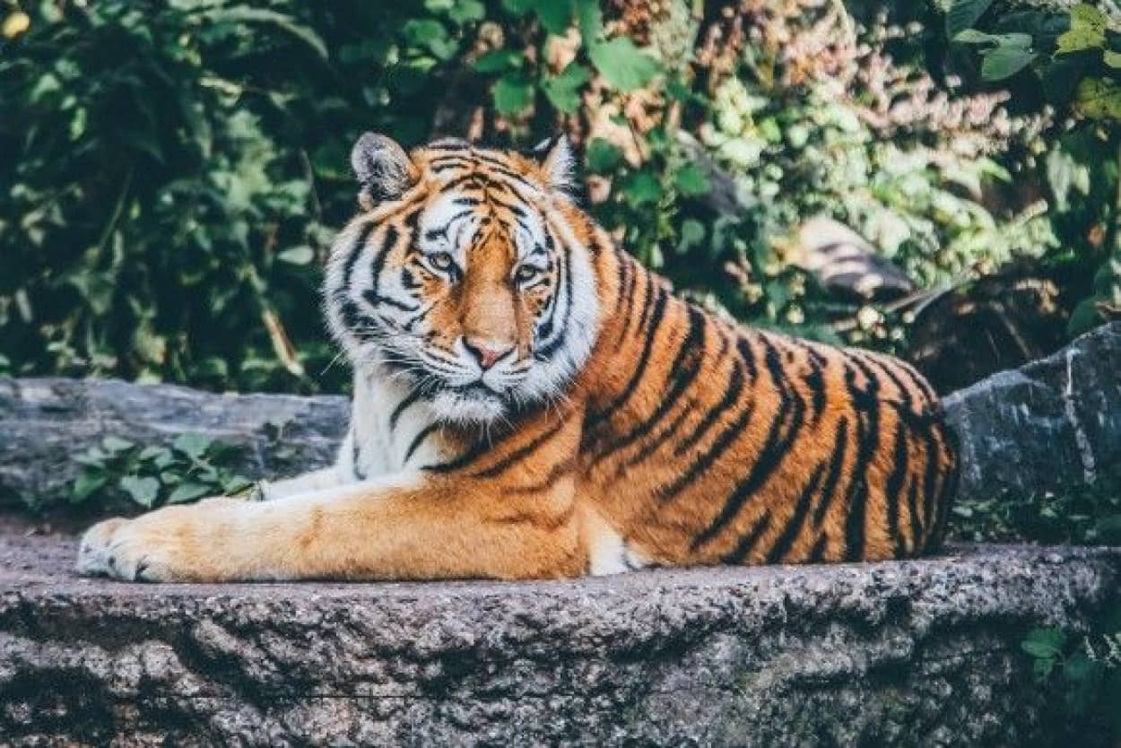 tiger_pixabay_e